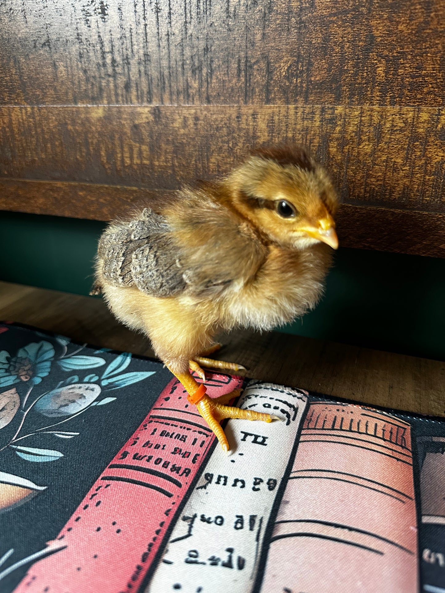 Welsummer chick standing on a stack of books with a textured surface in the background