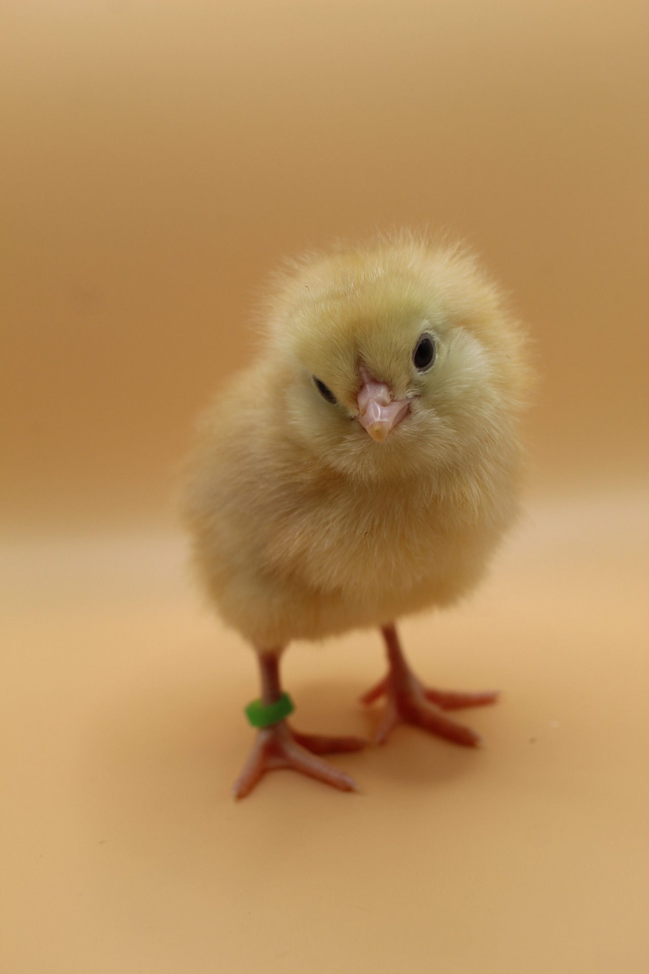 Earth Tone Day Old Chicks