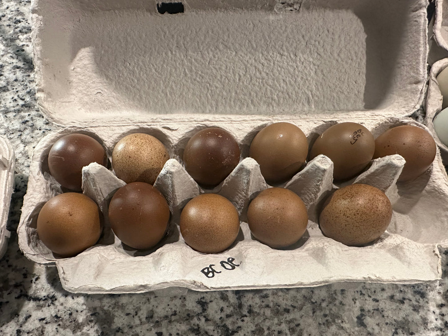 A dozen Backcross olive eggers eggs are displayed in an open carton, with each egg possessing a unique mix of brown and green patterns.
