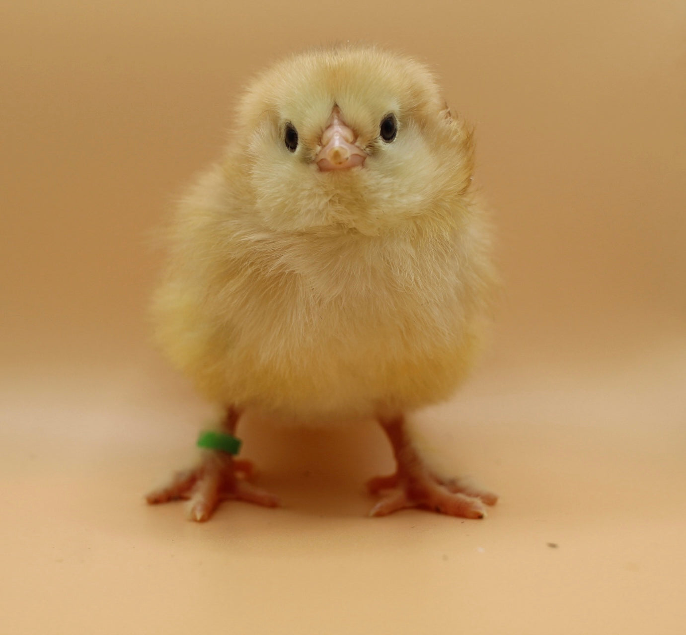 Earth Tone Day Old Chicks
