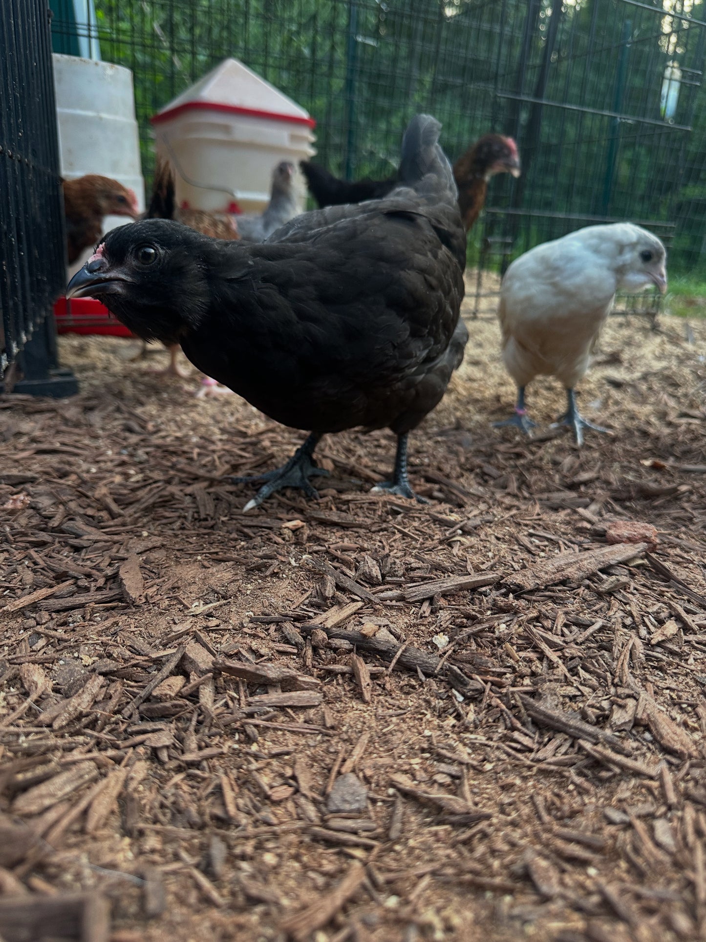 Black chicken standing on a ground with other chickens in the background
