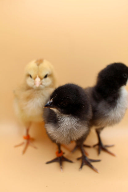 Speckled Layer Day Old Chicks