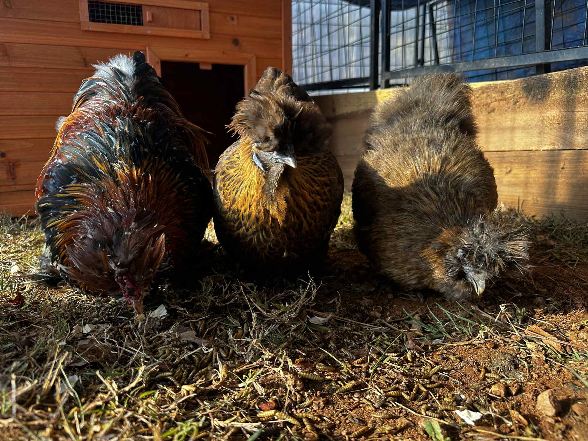 Three chickens in a barn setting with wooden walls and hay on the ground.
