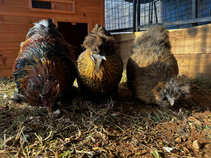 Three chickens in a barn setting with wooden walls and hay on the ground.