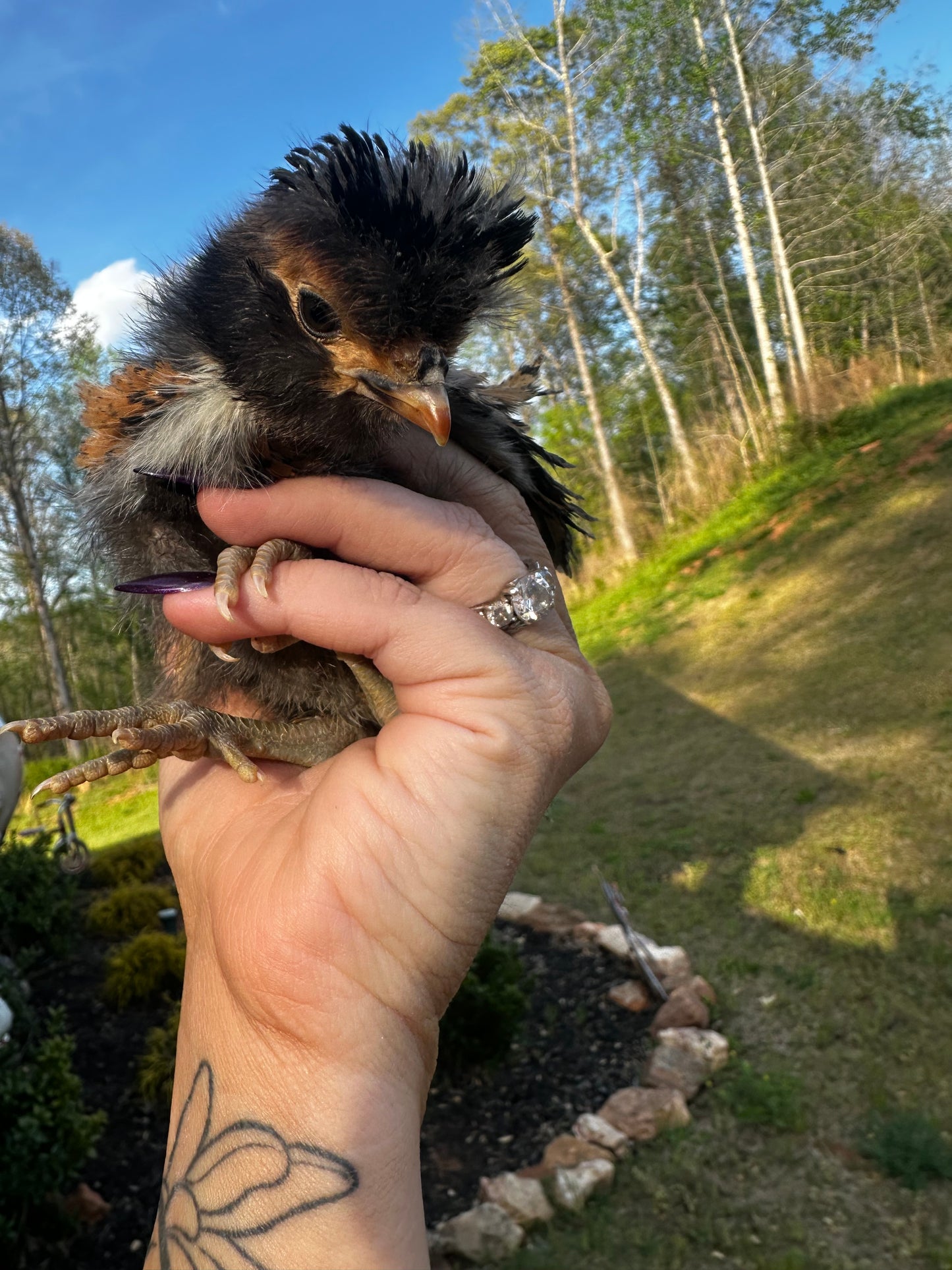 Person holding a small bird with a natural outdoor background