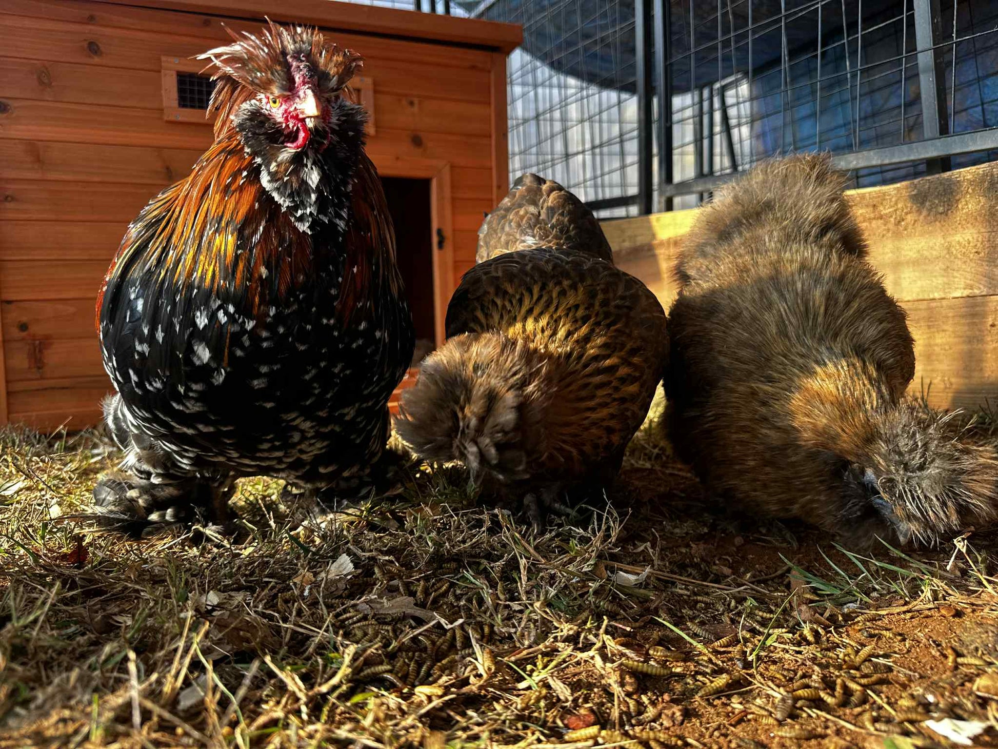 Rooster and hens in a barnyard setting with wooden structures and hay.