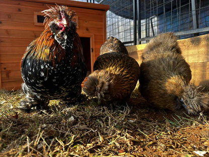 Rooster and hens in a barnyard setting with wooden structures and hay.