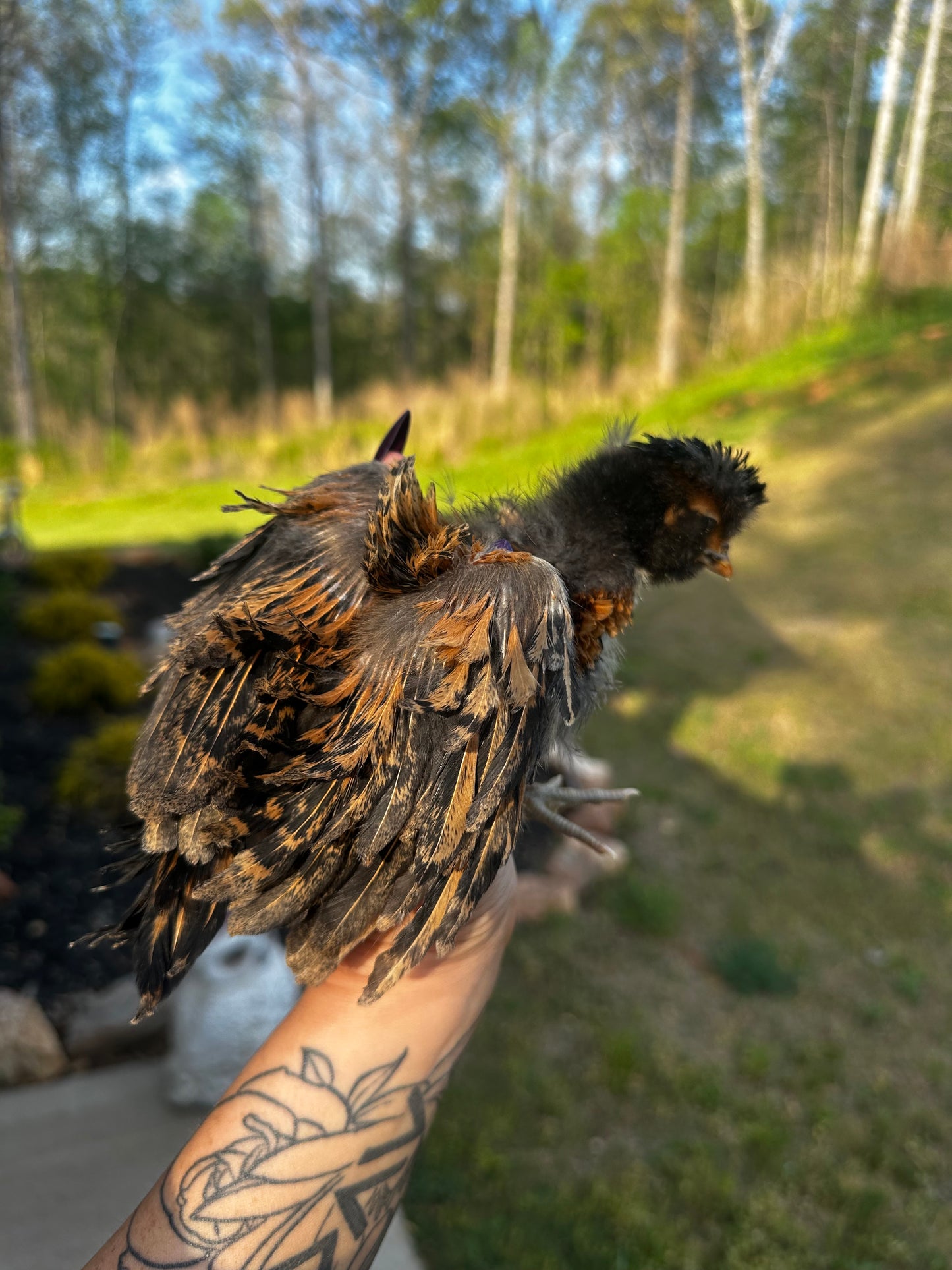 Bird held by a person with a blurred natural background