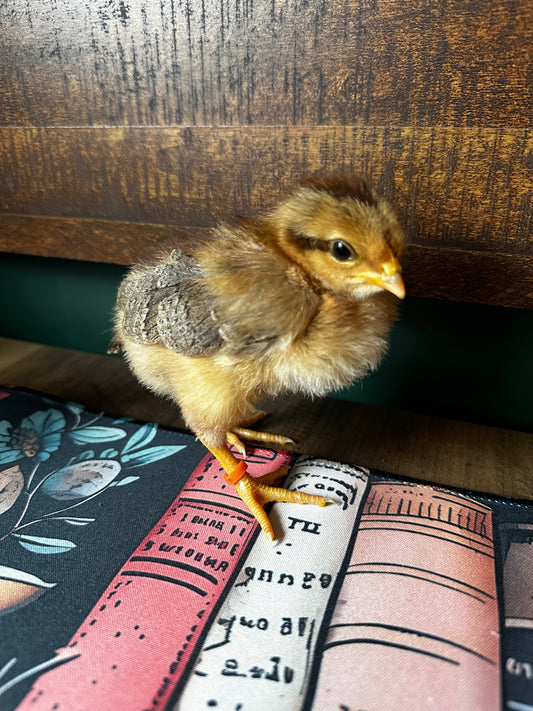 Welsummer chick standing on a stack of books with a textured surface in the background