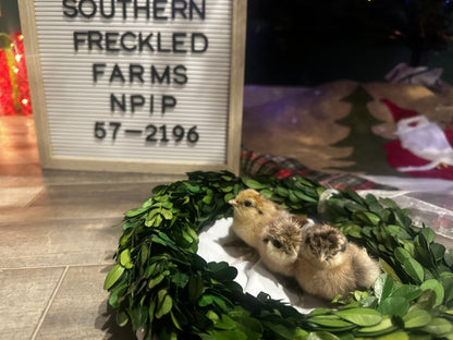 Two baby chicks in a decorative wreath with a sign reading 'Southern Freckled Farms' in the background.