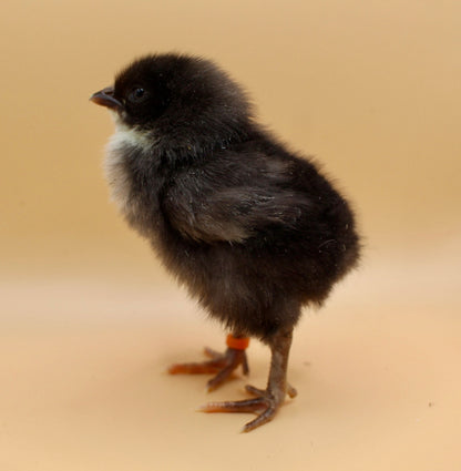 Speckled Layer Day Old Chicks