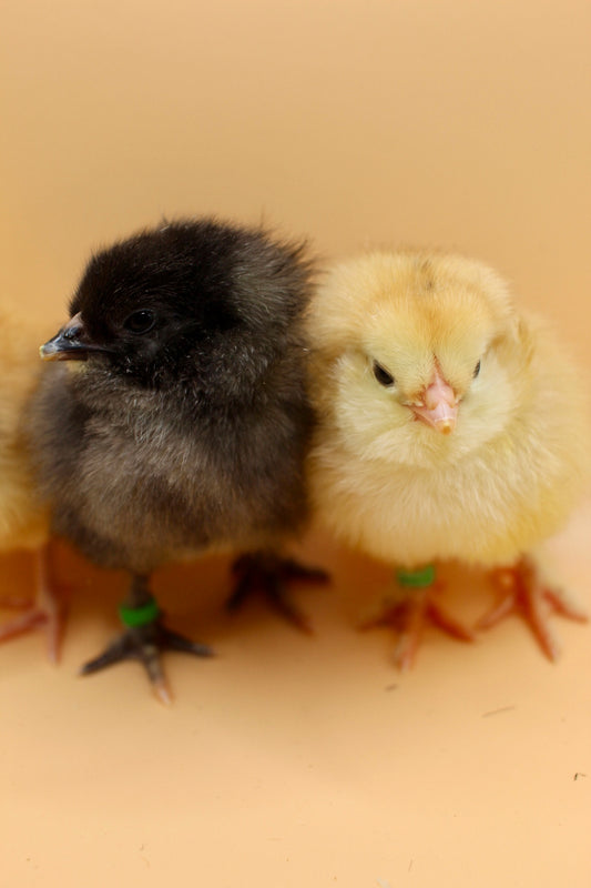 Earth Tone Day Old Chicks