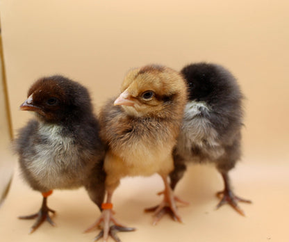 Speckled Layer Day Old Chicks
