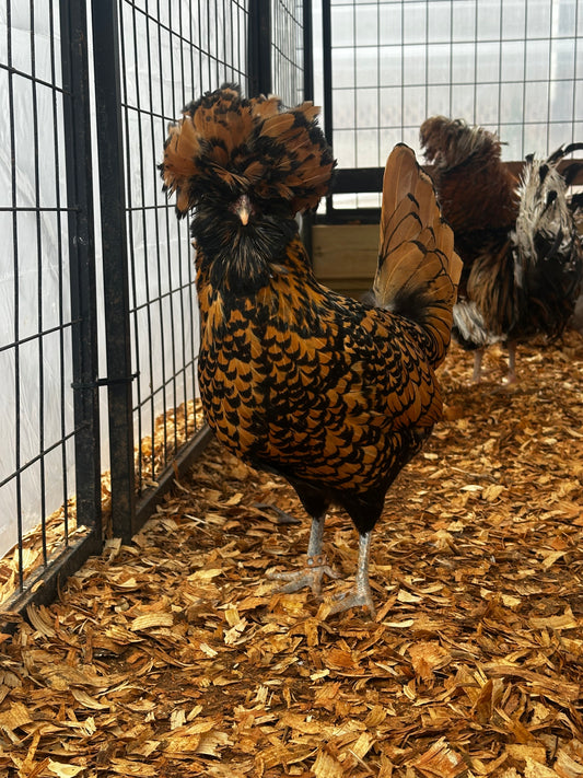 Gold laced polish standing in pen