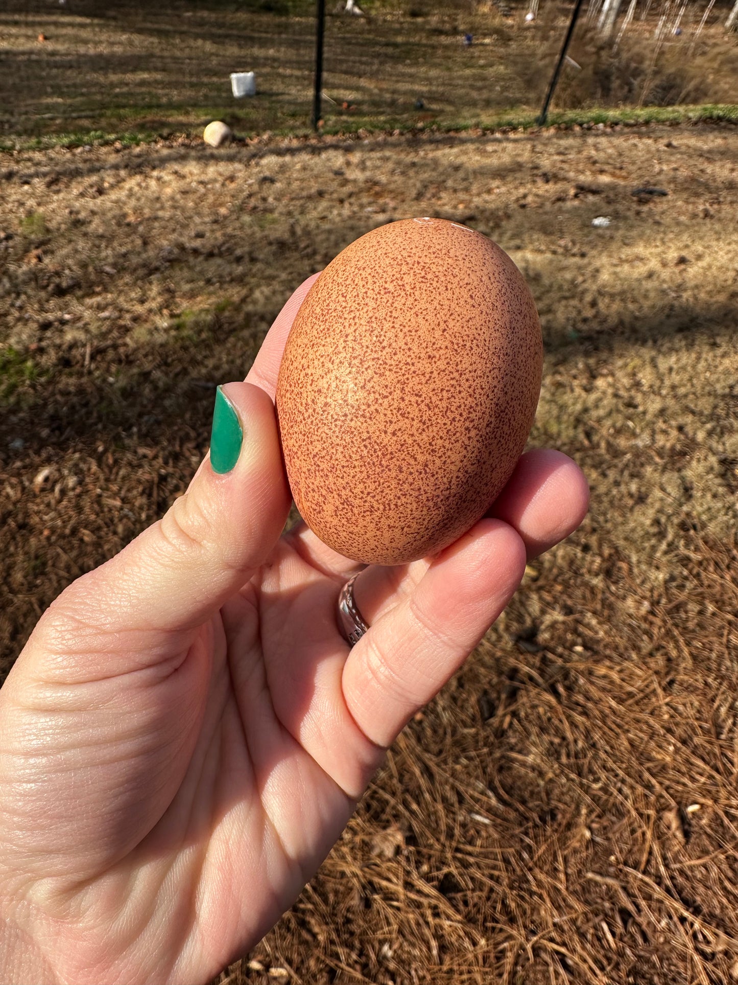 Hand holding a brown speckled egg with a natural background