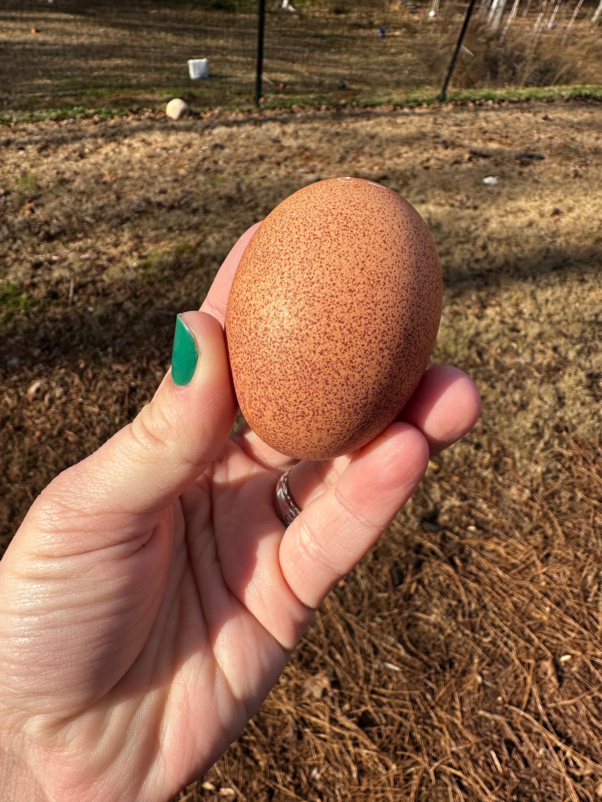 Hand holding a brown speckled egg with a natural background