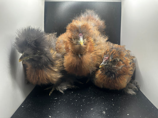 Mille Fleur/ Partidge Cockerel