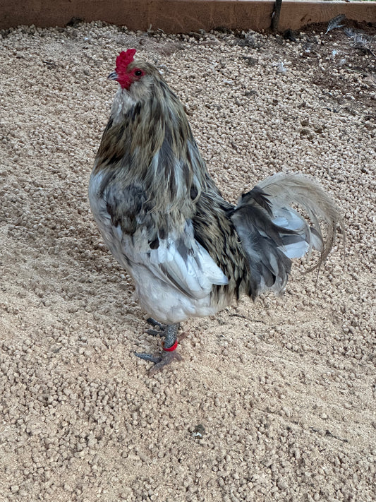 BBS Splash/Blue Ameraucana Hatching Eggs
