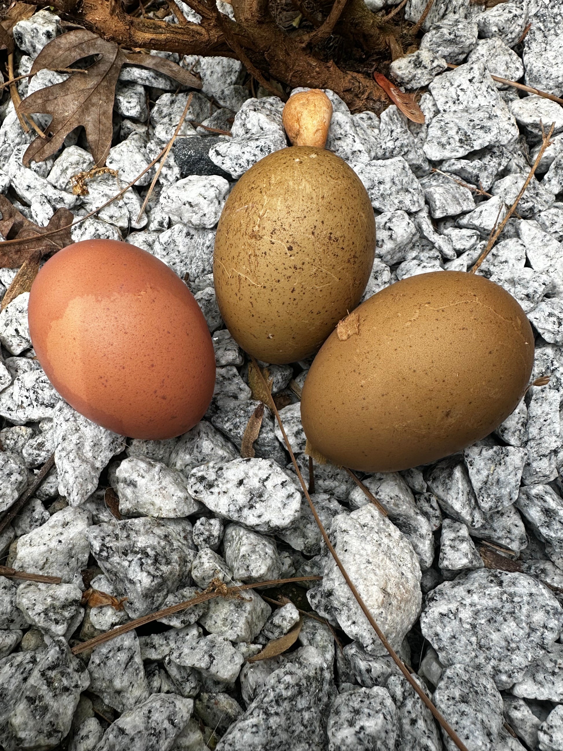 green and brown speckled eggs resting on rocks