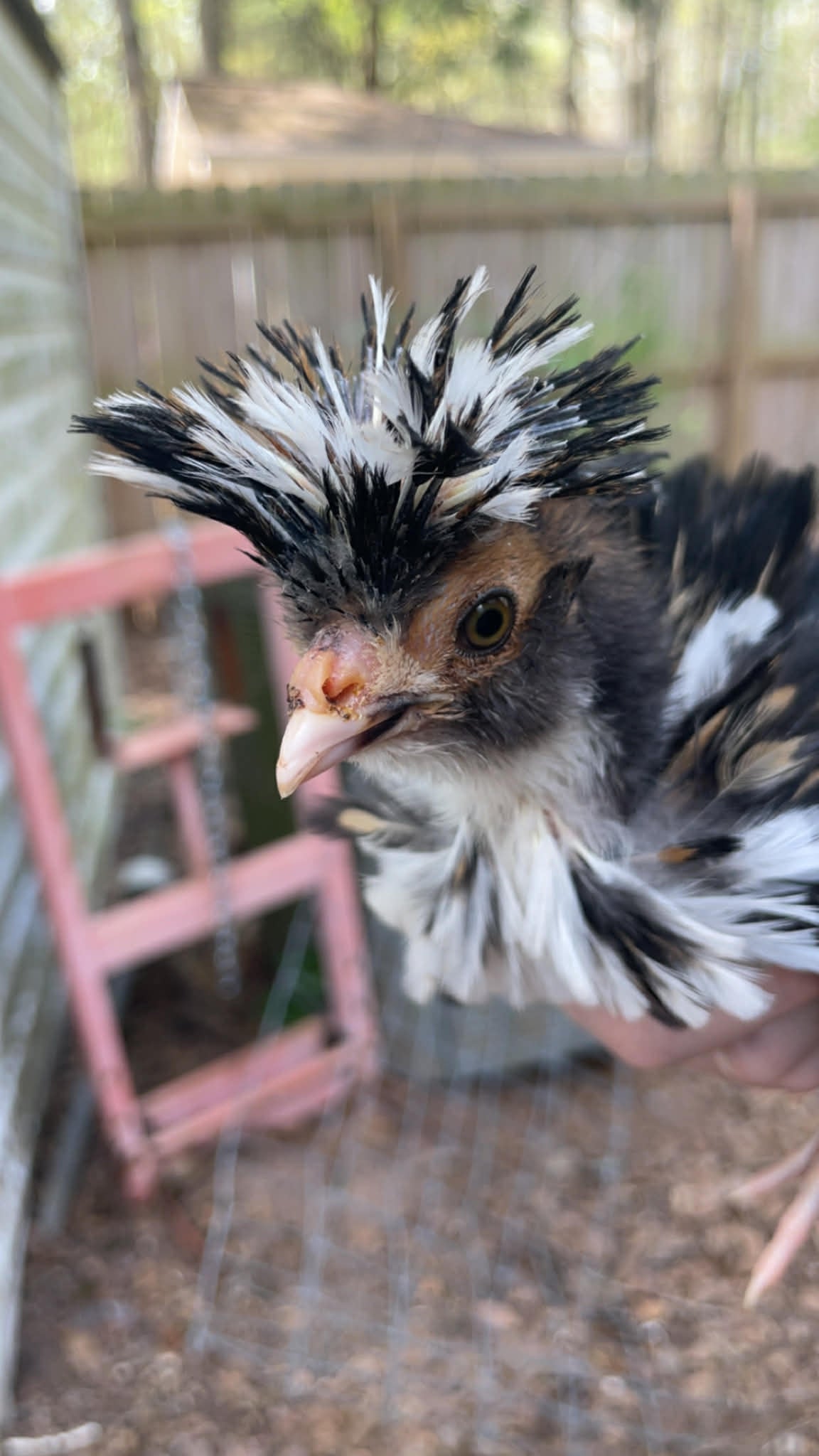 Polish Hatching Eggs