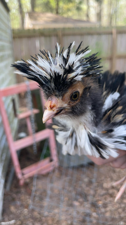 Polish Hatching Eggs