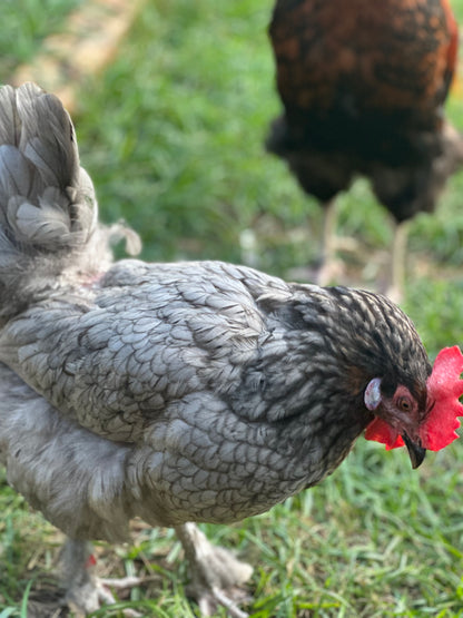 Backcross Brown olive eggers