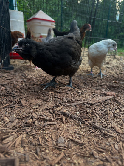 BBS Ameraucana Hatching Eggs