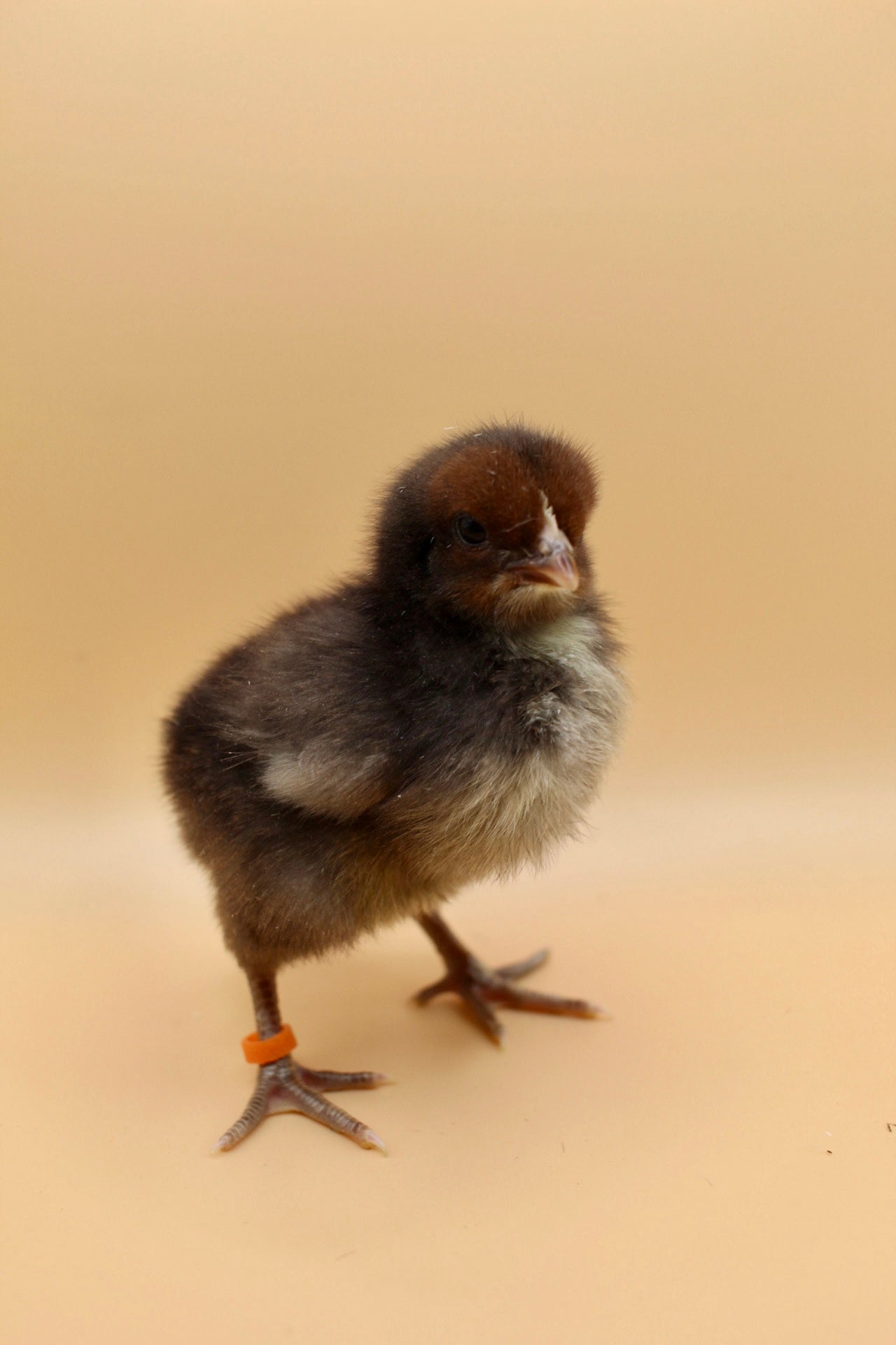Speckled Layer Day Old Chicks