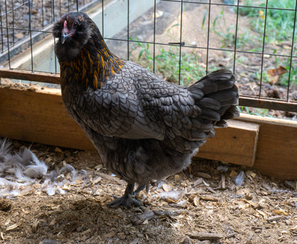 F1 Olive Eggers Hatching Eggs