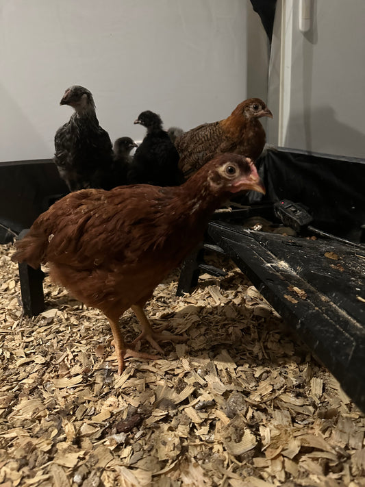 Barnyard Grow Out