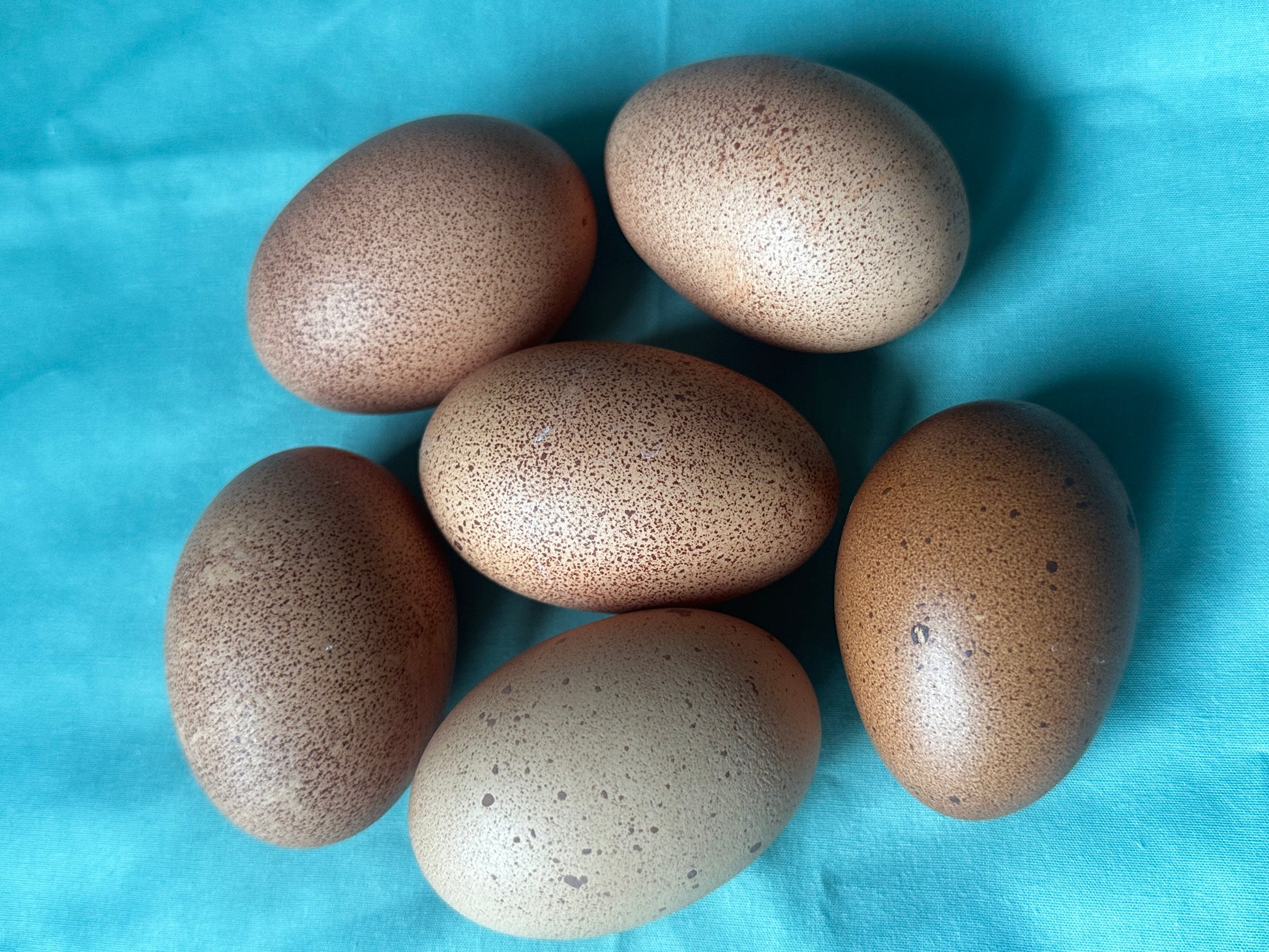 Six speckled eggs on a blue fabric background