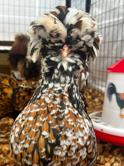 Close-up of a chicken with detailed feather patterns in an indoor setting.