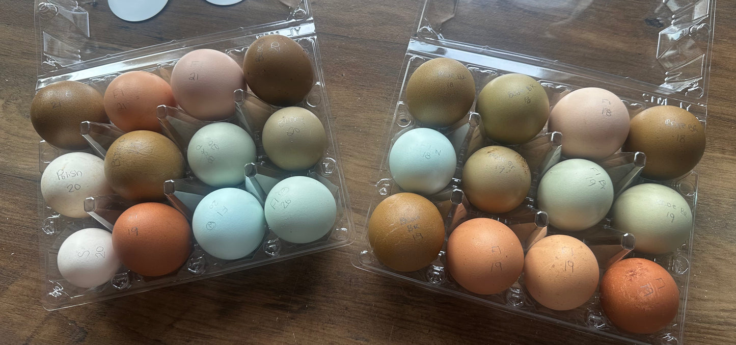 Two clear plastic containers with a dozen multicolored eggs on a wooden surface.