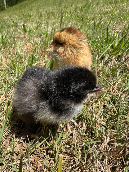 Backcross Olive Eggers