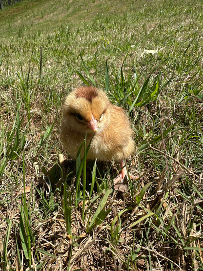 Backcross Olive Eggers