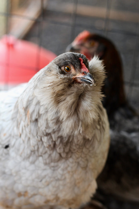 BBS Ameraucana Hatching Eggs
