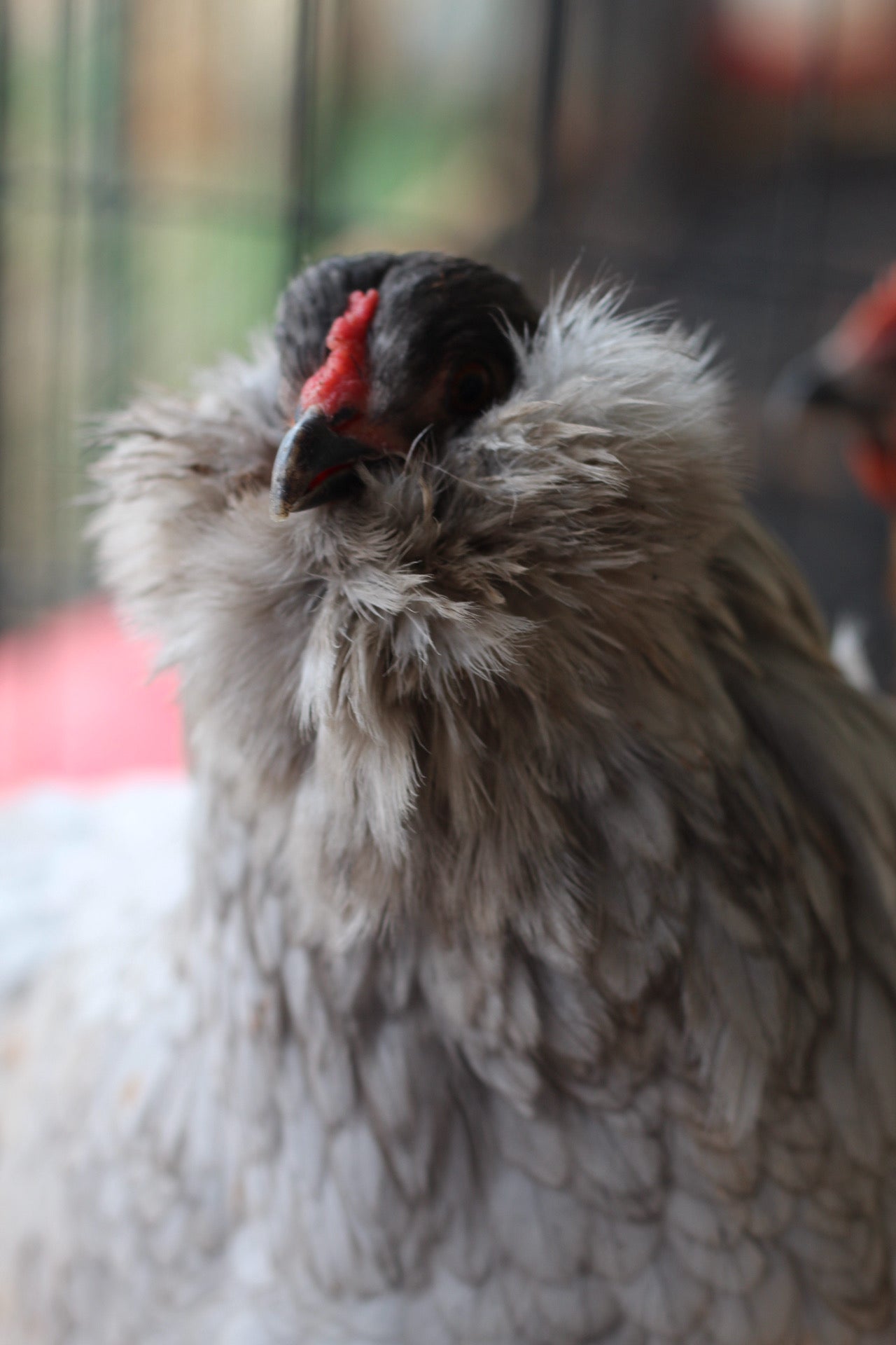 BBS Splash/Blue Ameraucana Hatching Eggs