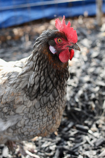 Backcross Brown olive eggers