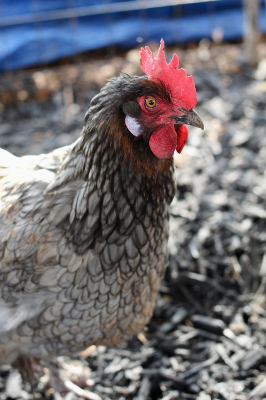 Backcross Brown olive eggers