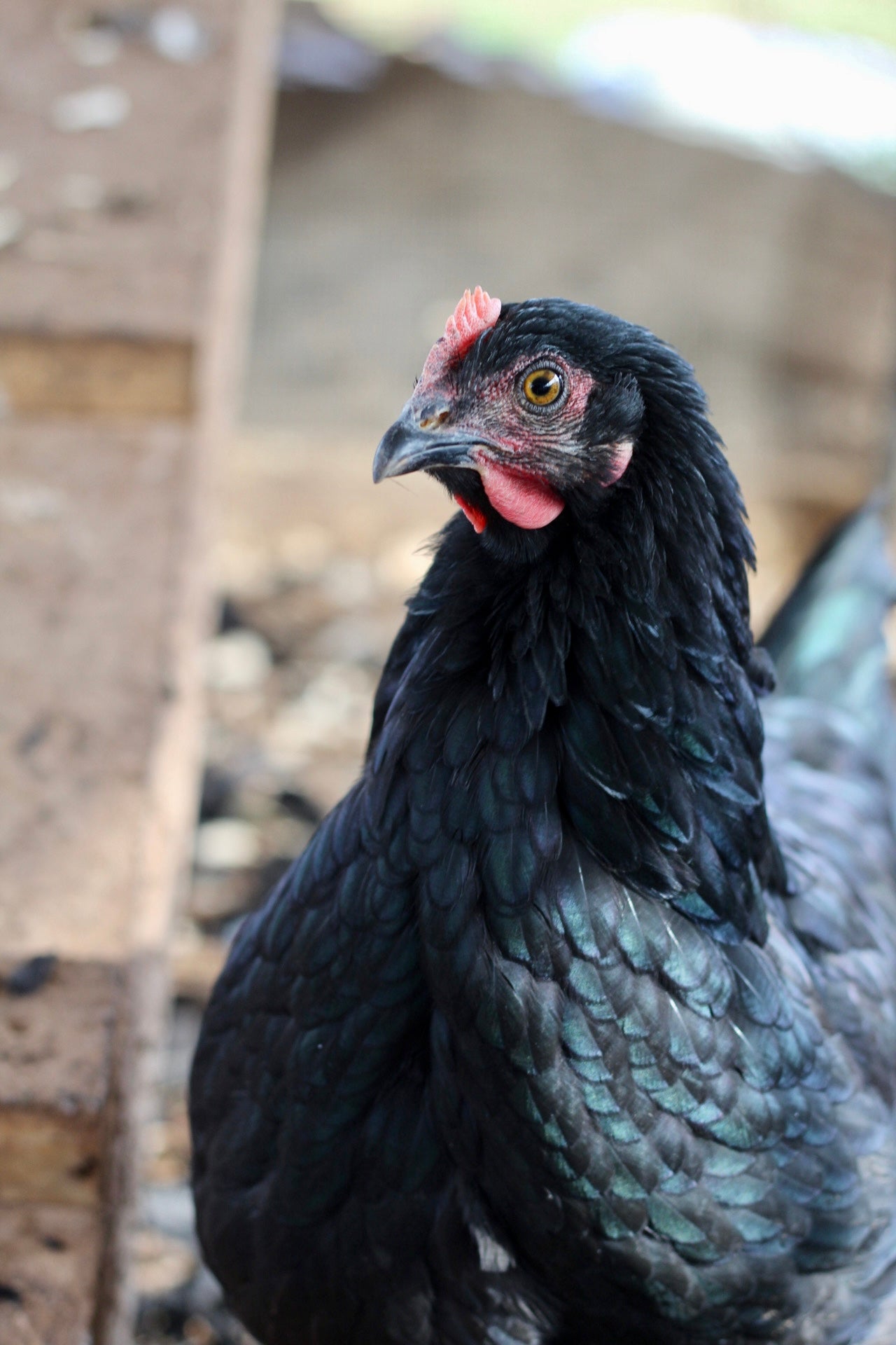 Backcross Blue/Brown olive eggers