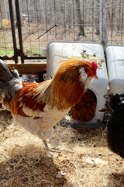 Backcross Blue/Brown olive eggers